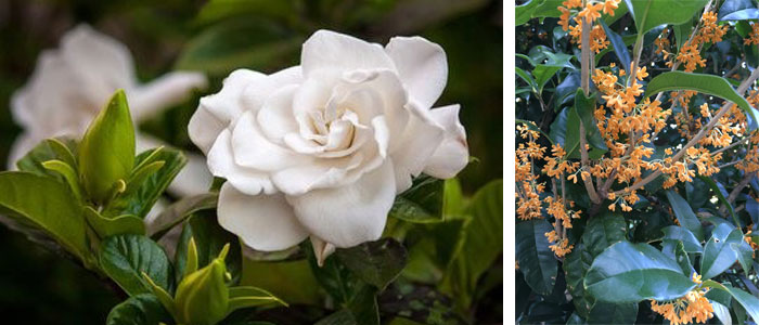 Gardenia Osmanthus