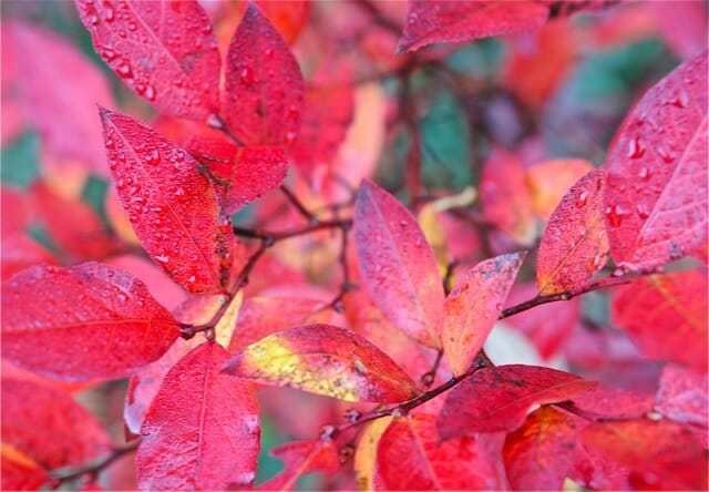 Fall Color