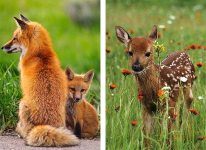 Fox and Deer in Yard