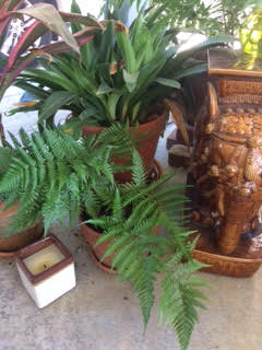 Dryopteris erythrosora