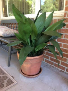 Aspidistra elatior