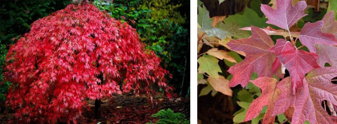 Acer palmatum and Hydrangea quercifolia
