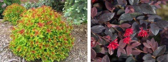 Spiraea and Loropetalum
