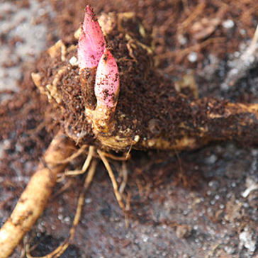 Peony Bud