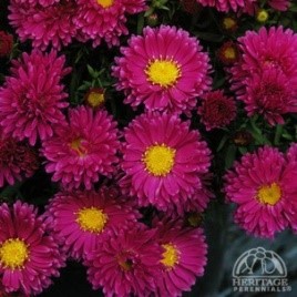 New England Aster