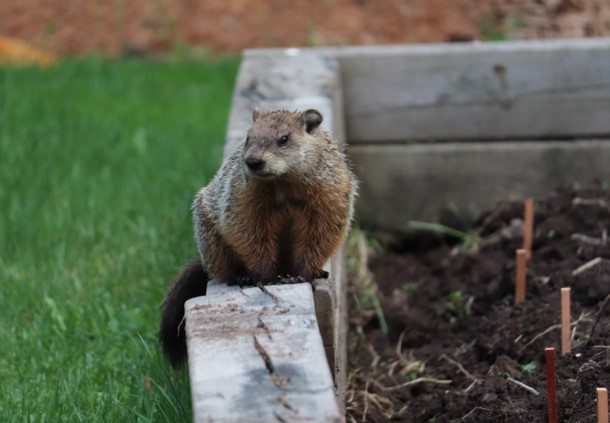 Groundhog