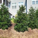 Fast Growing Trees Shield View of Patio