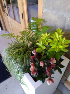 Mixed Container Planting at Entrance