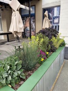 Mixed Plants in Border Container