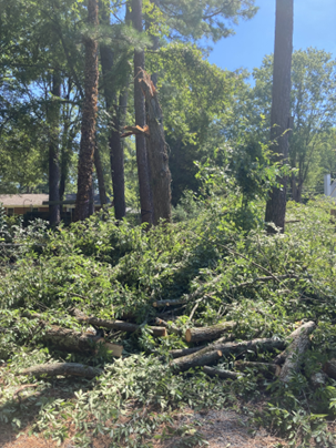 Downed trees