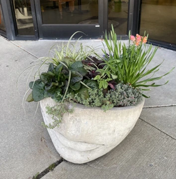 Evergreen foliage options for winter plantings