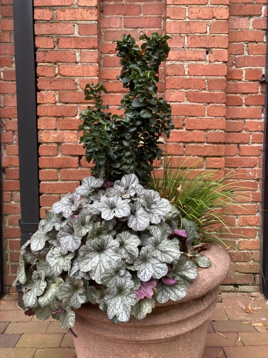 Winter foliage with a mix of silver with glossy green. 