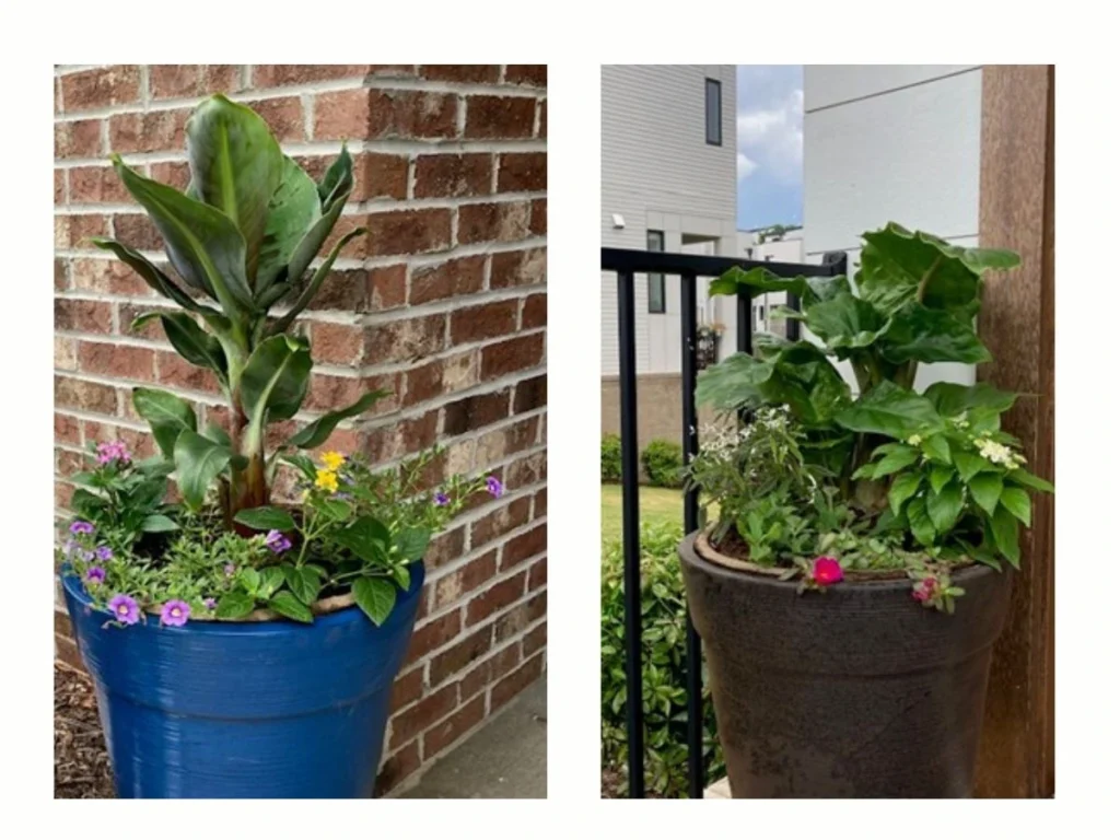 Vibrant plants in containers. 