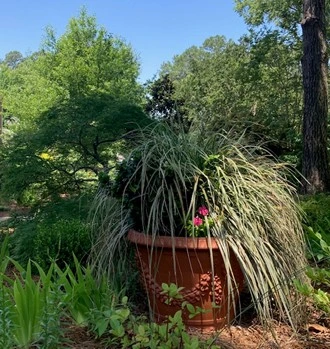 A container next to a weeping Japanese maple.